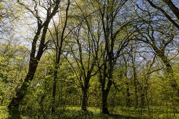 Obraz premium a park with different types of trees in the spring during flowering