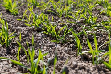 young wheat in the soil, wheat harvest