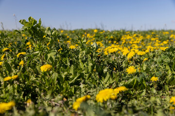 blooming yellow dandelions in the green grass