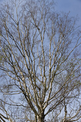 cloudy weather and birch trees with young foliage
