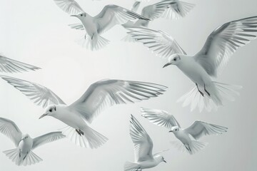 Series of birds in flight, capturing the grace and motion of their wings with clear outlines and minimalistic details