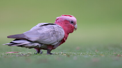 Colorful Galah cockatoo pulling out and feeding on juicy new grass growth