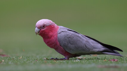 Side view, colorful Galah cockatoo pulling out and feeding on juicy new grass growth