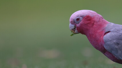 Head of colorful Galah cockatoo pulling out and feeding on juicy new grass growth