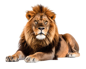 Lion relaxing Isolated on Transparent Background