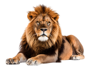 Lion relaxing Isolated on Transparent Background