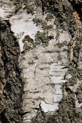 beautiful new birch foliage in sunny weather