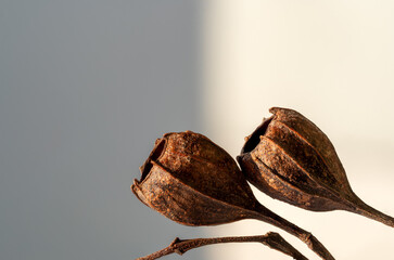 Dried seed pod of eucalyptus on branch White Gum Nuts, Dried seed of pod eucalyptus globulus labill, macro
