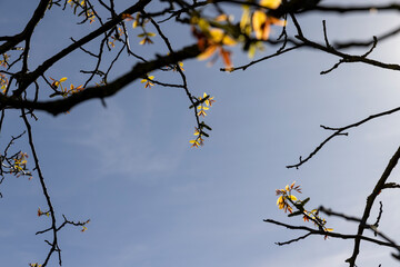 long earrings of walnut flowers during flowering