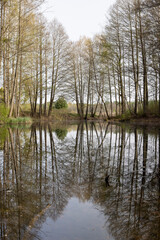 Obraz premium trees and other plants on the territory of a small swamp