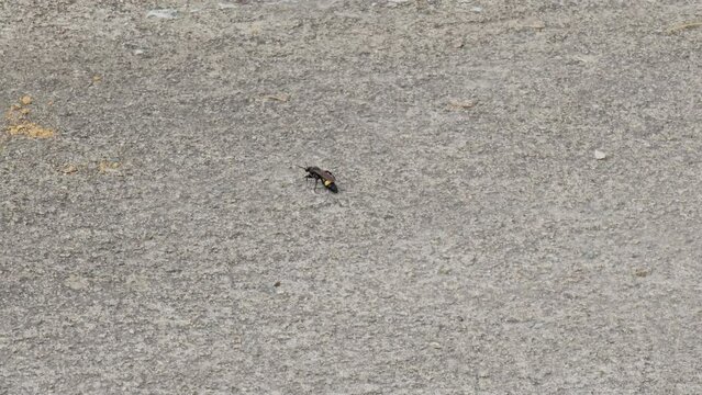 Wasp is walking on the ground