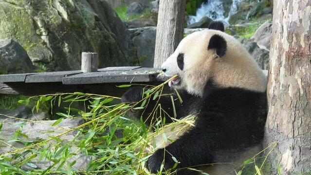 Panda assis en train de manger du bambou, film&eacute; derri&egrave;re une vitre dans un zoo parc. Sitting panda eating bamboo, filmed behind glass in a zoo park.