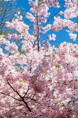 Fototapeta premium cherry blossom over blue sky