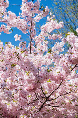 cherry blossom over blue sky