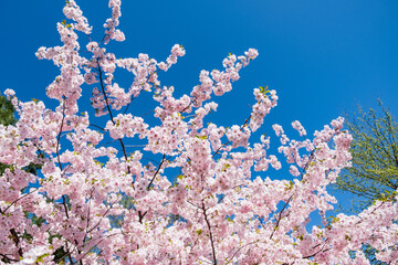 cherry blossom over blue sky