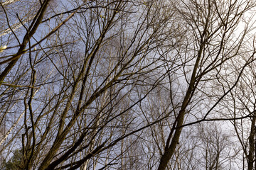 leafless birches after winter against a blue sky background