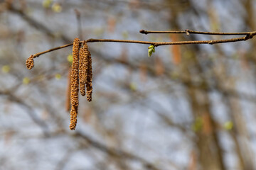 beautiful new birch foliage in sunny weather