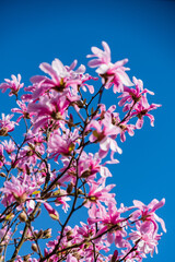 magnolia flowers over blue sky