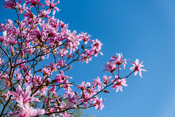magnolia flowers over blue sky