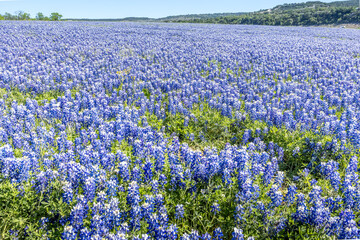 Huge meadow covered with blue bonnets in Texas