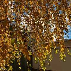 yellow autumn leaves