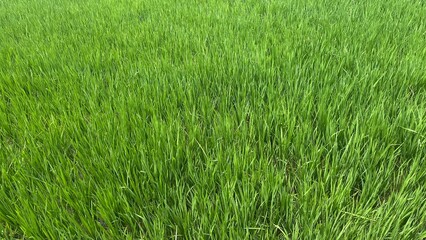 Fresh green grass in the agriculture land