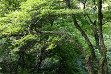 新緑の山の木々