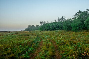 Fog in early morning at summer . Green field and forest , early sunrise without sun . Fogge blue houre . Beautiful trees on field . Summer landscapes . Hunting road in the field 