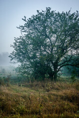 Fog in early morning at summer . Green field and forest , early sunrise without sun . Fogge blue houre . Beautiful trees on field . Summer landscapes . Hunting road in the field 
