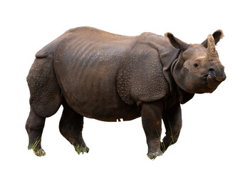 Obraz premium Wildlife at Dubbo Zoo NSW Australia