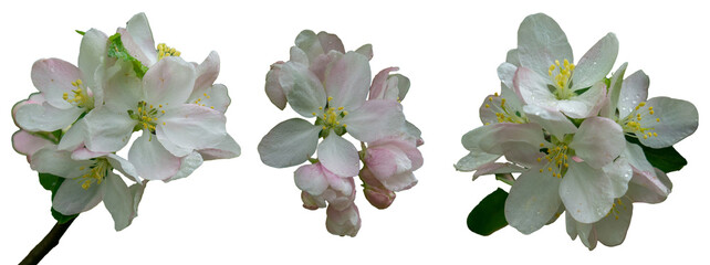 Set of isolated apple flowers on white background