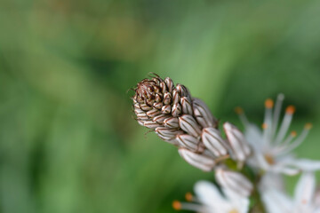 Summer Asphodel flower 