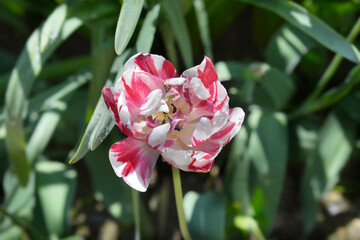 Tulip Carnaval de Nice flower