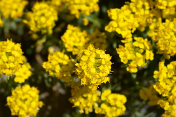 Madwort Golden Spring flowers
