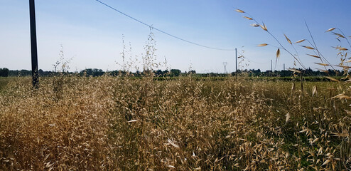 Tall grass sways in the blue sky, creating a picturesque natural landscape