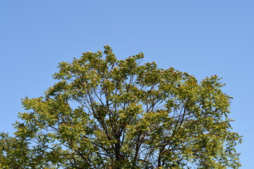Tree of heaven