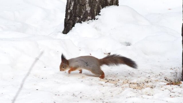 A little red squirrel runs through the snow in the park. A wild animal in a cold climate tries to find food among the scraps and husks.