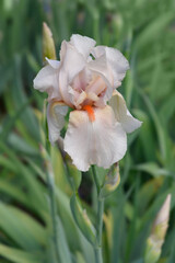 Tall bearded iris Cloudcap flower