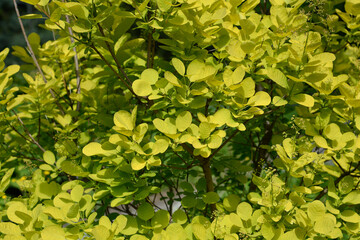 Smoke tree Golden Spirit tree