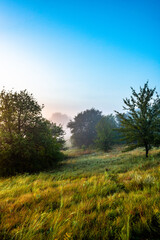 Fog in early morning at summer . Green field and forest , early sunrise without sun . Fogge blue houre . Beautiful trees on field . Summer landscapes . Hunting road in the field 