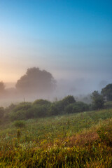 Red sunrise over the forest . Foggy morning at summer . Golden lights through the trees of forest . Green leaves and grass. Morning in forest . Golden sunrise 
