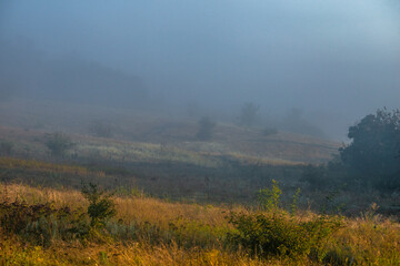 Red sunrise over the forest . Foggy morning at summer . Golden lights through the trees of forest . Green leaves and grass. Morning in forest . Golden sunrise 