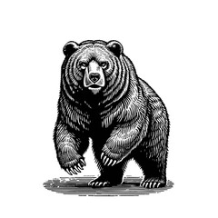 Monochrome engraving bear standing illustration
