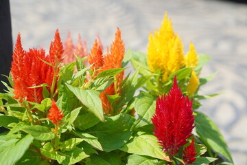 花壇に咲いている赤と黄色と橙色のカラフルなケイトウの花