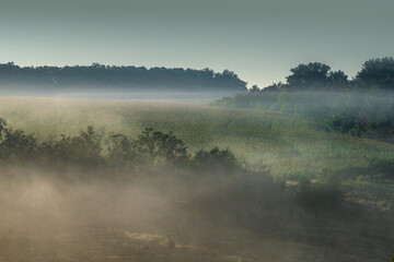 Fog over the field at summer . Green forest and lights of sun at the morning . Foggy morning over...