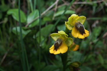 yellow bee orchid, Ophrys lutea, growing in a green meadow of the field