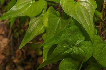 large green leaves with dewdrops of a Dioscorea communis