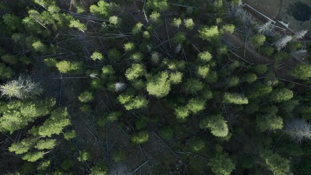 Top down drone footage of redfish lake pine trees into blue lake