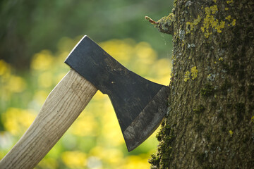 Axe stuck in tree stump in background of felled forest