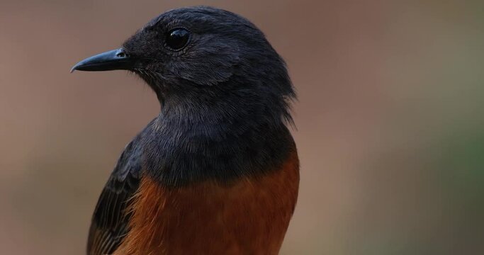 Facing to the left as the camera zooms in, White-rumped Shama Copsychus malabaricus, Thailand